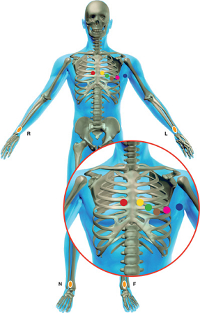 An image of where to place the electrodes on a 12 Lead ECG